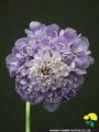 Scabiosa japonica Lavender